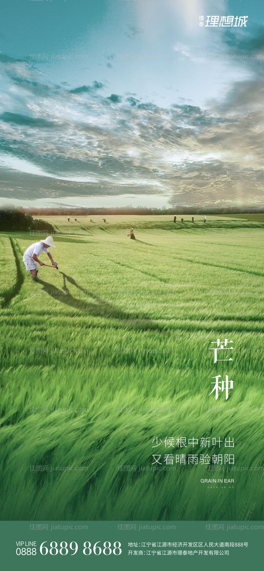 芒种节气海报-源文件