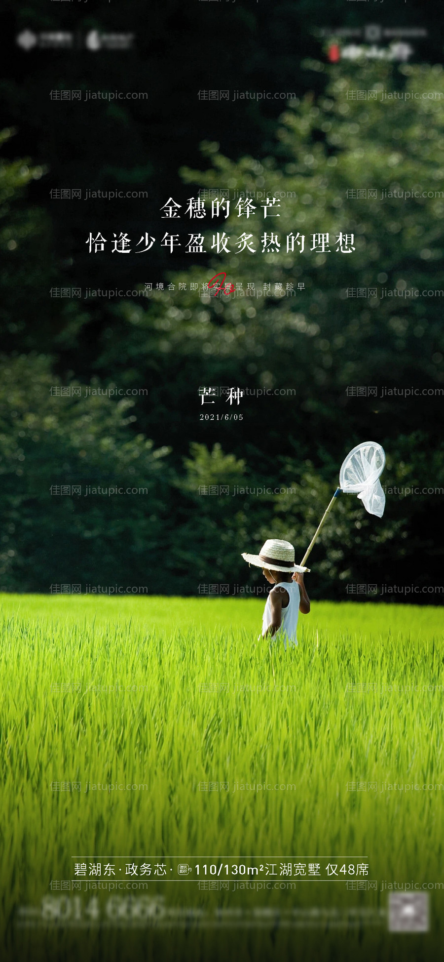 芒种节气单图-源文件