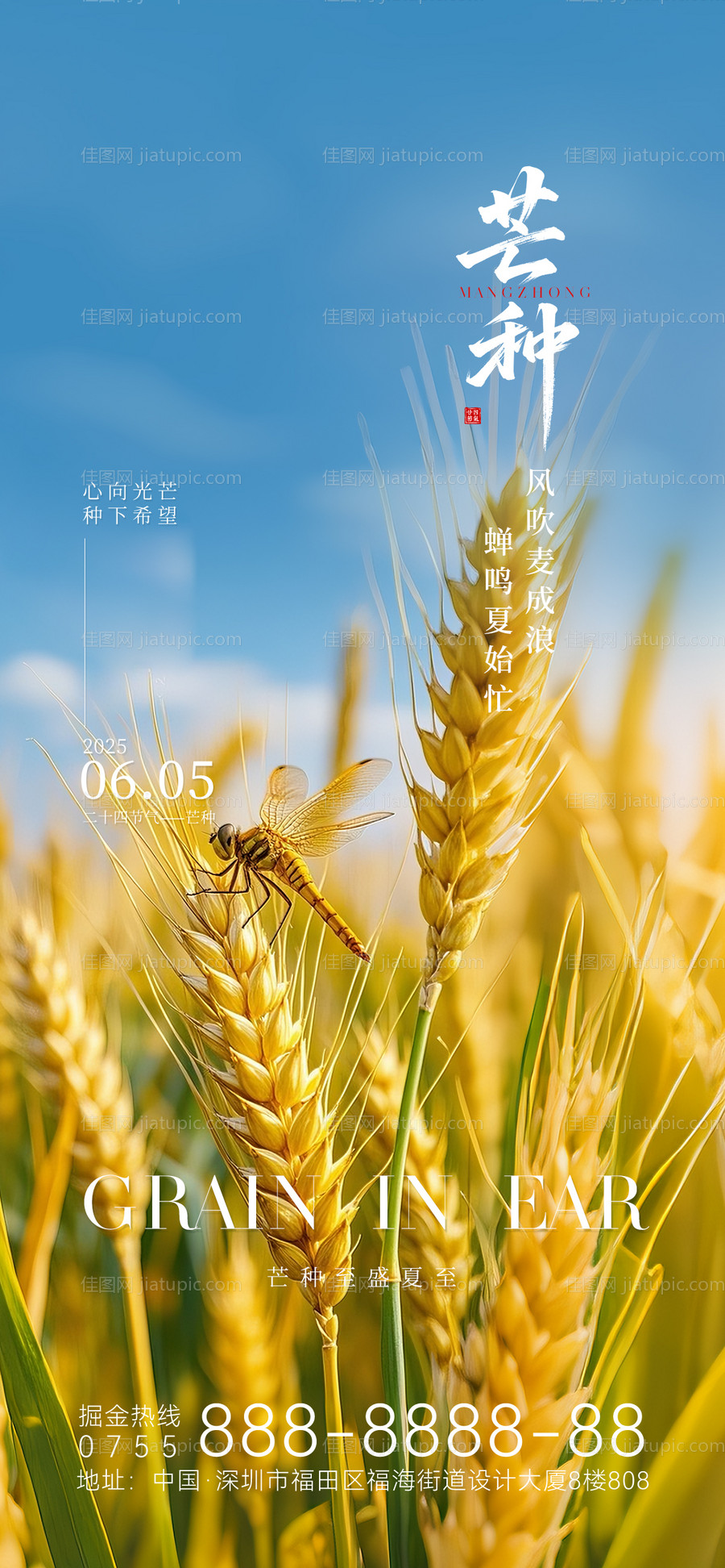 芒种节气海报-源文件