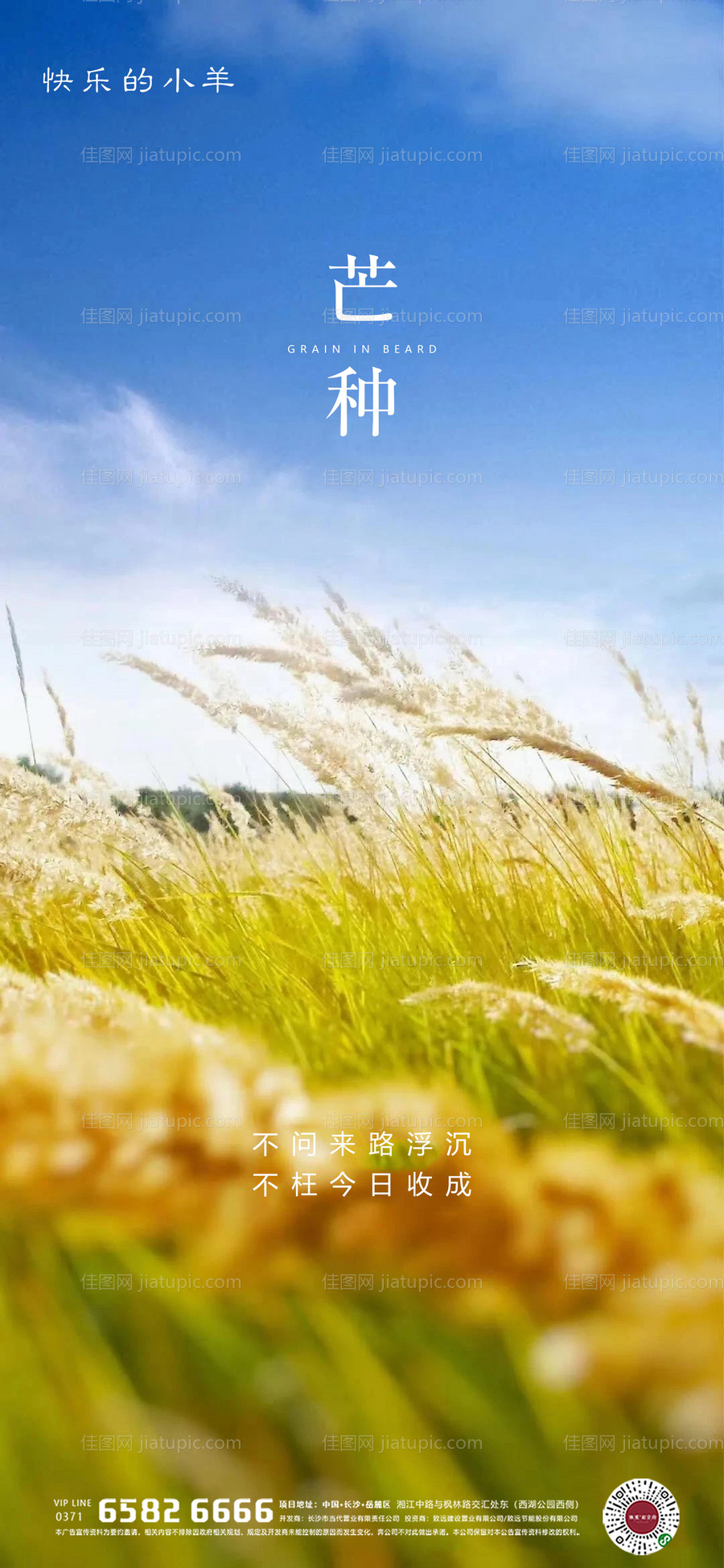 芒种节气海报-源文件