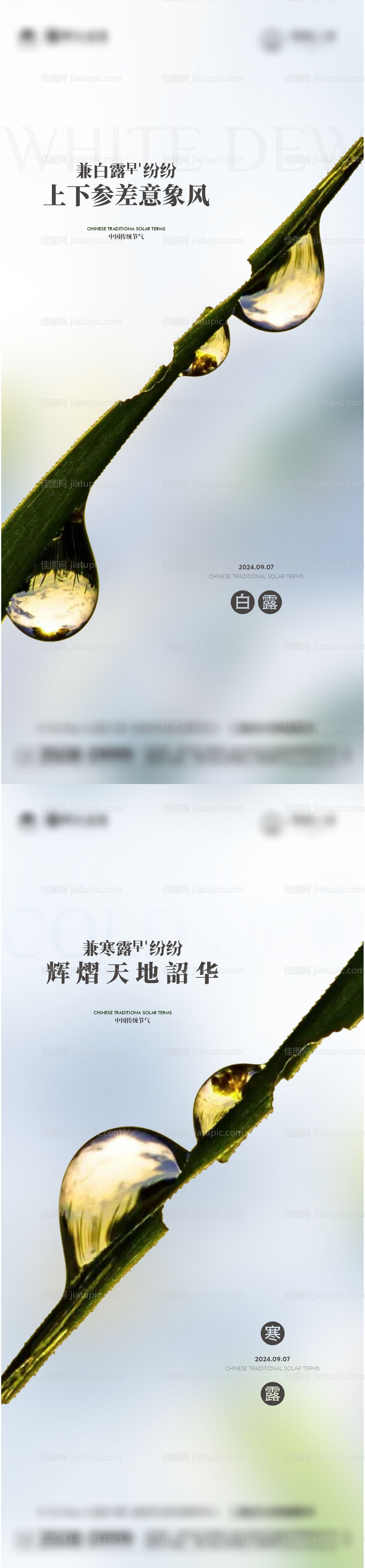 白露寒露节气海报-源文件