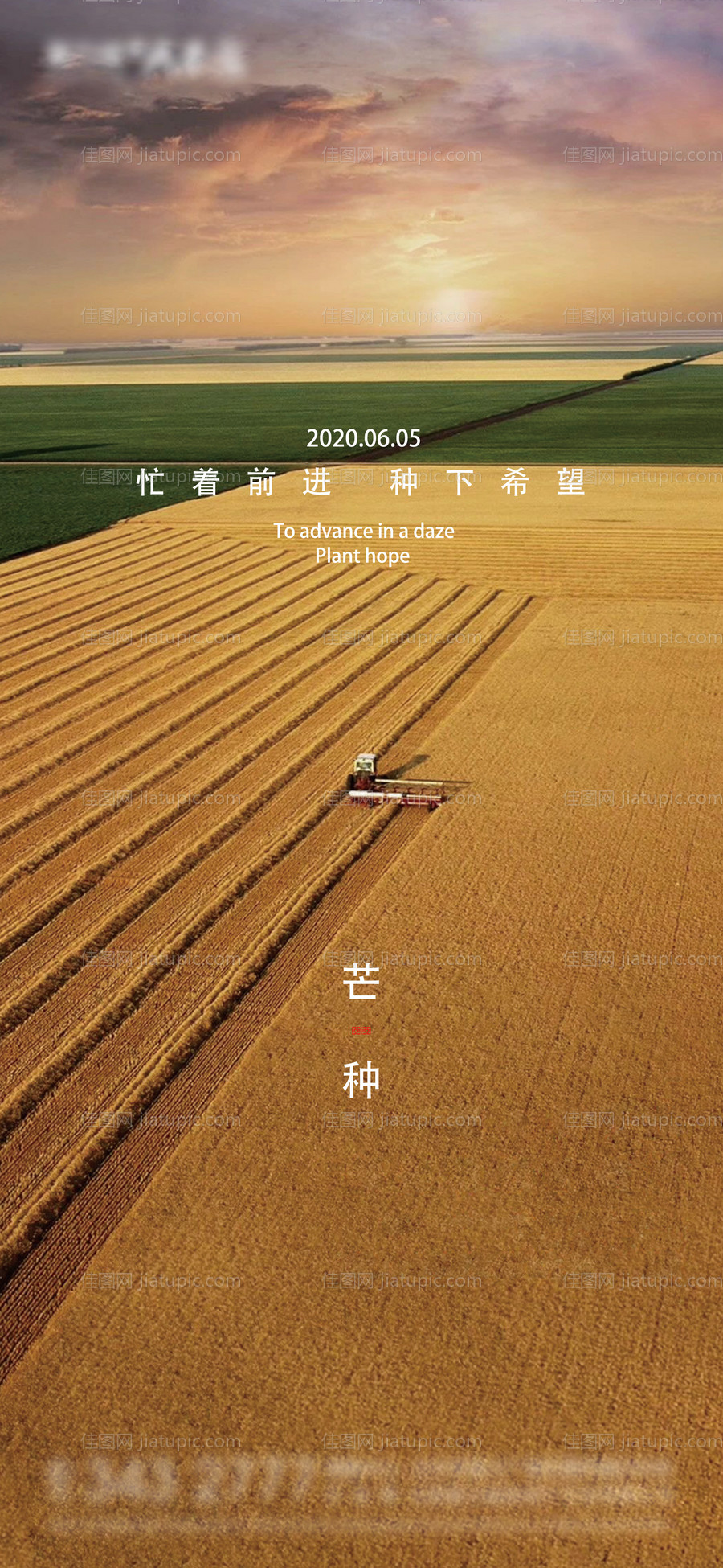 芒种节气海报-源文件