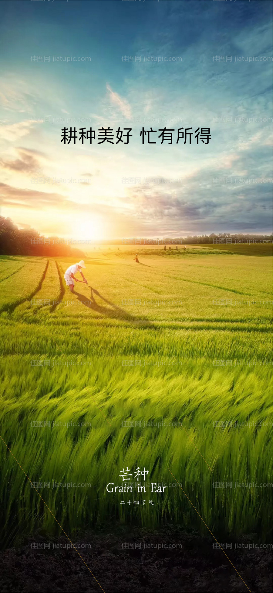 芒种节气海报-源文件