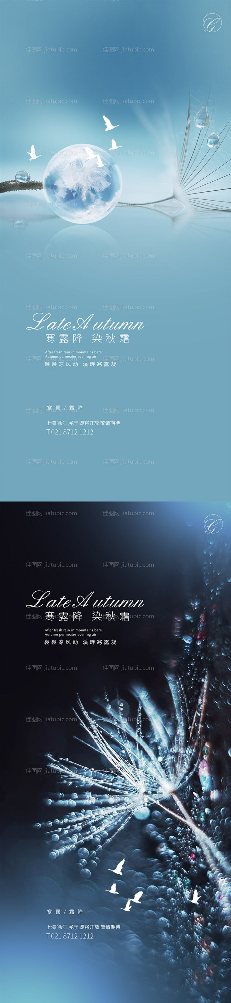 寒露降霜蒲公英系列稿-源文件