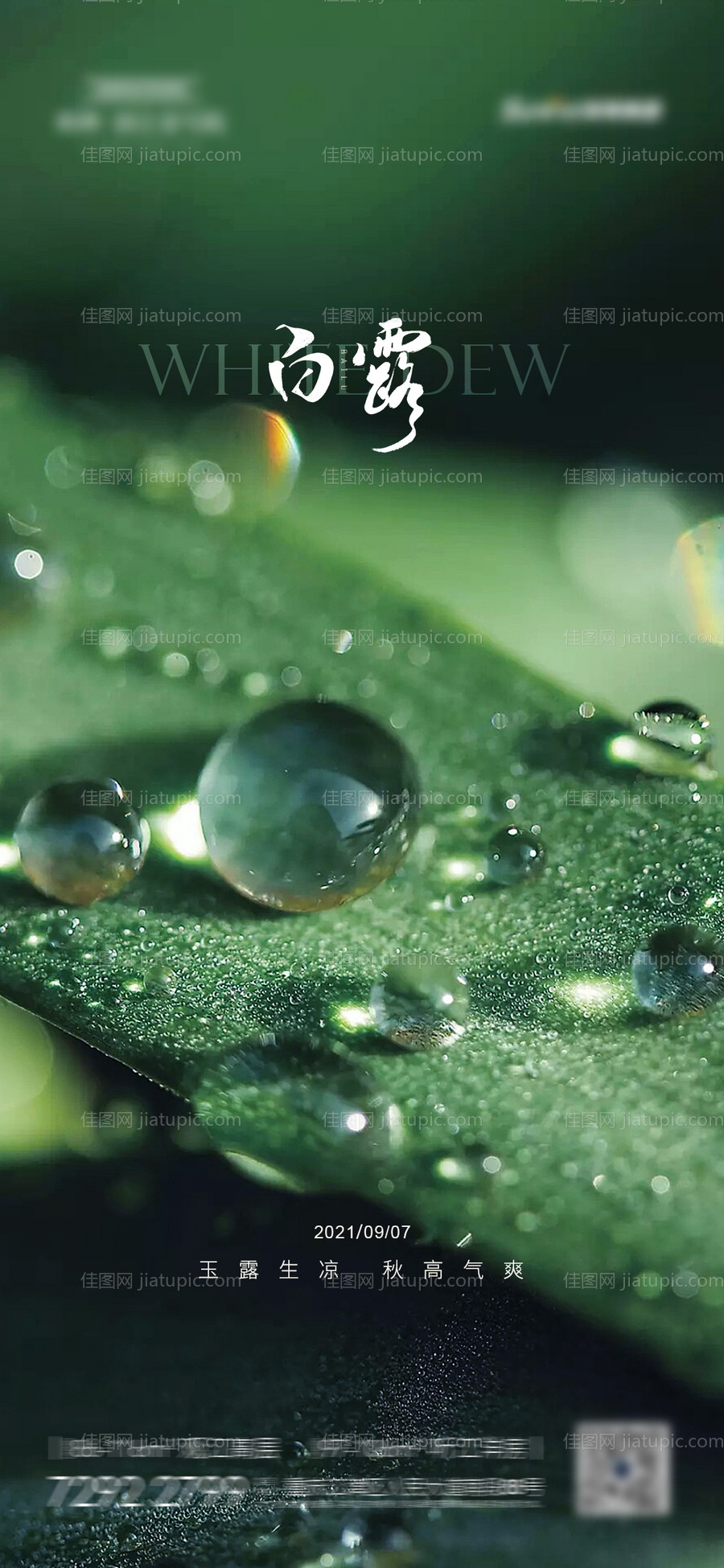 白露节气海报-源文件