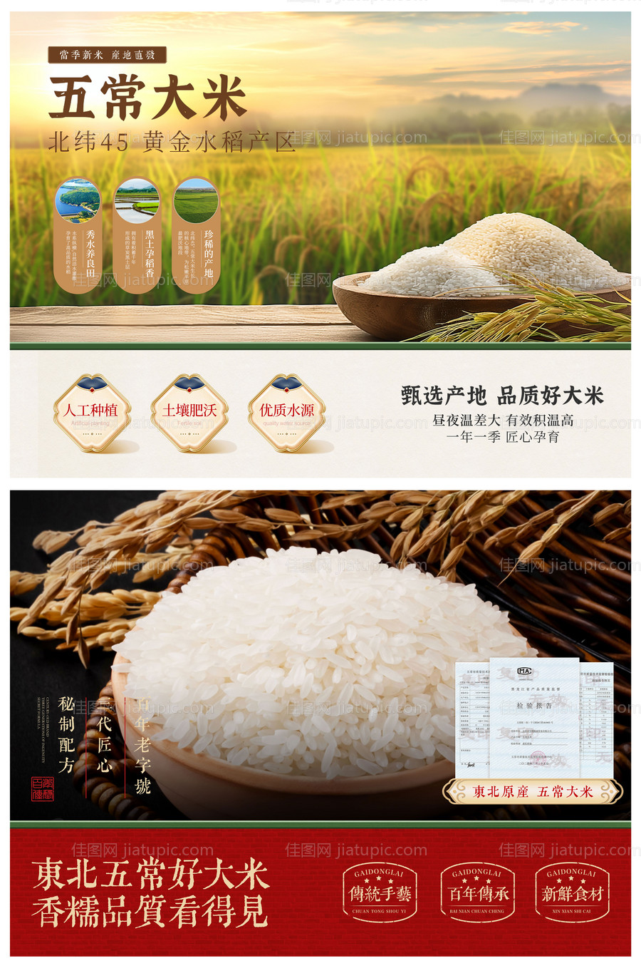 五常大米水稻banner-源文件