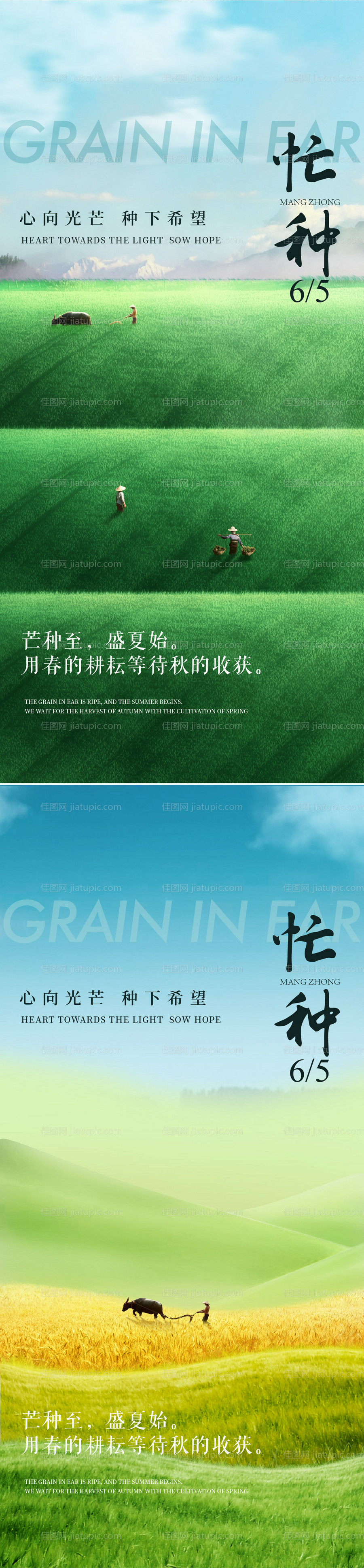 芒种插画系列海报-源文件