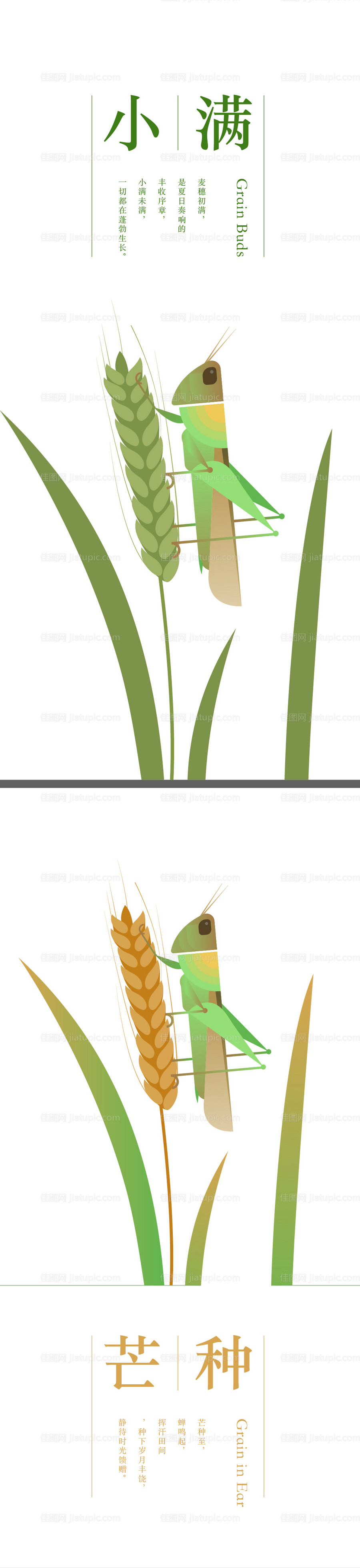 二十四节气小满芒种海报-源文件