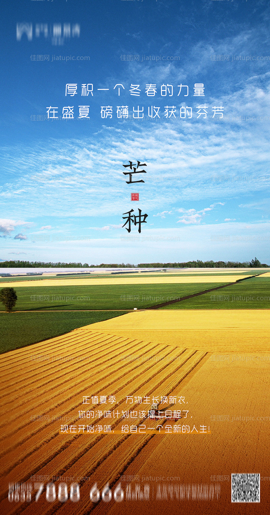 芒种节气海报-源文件