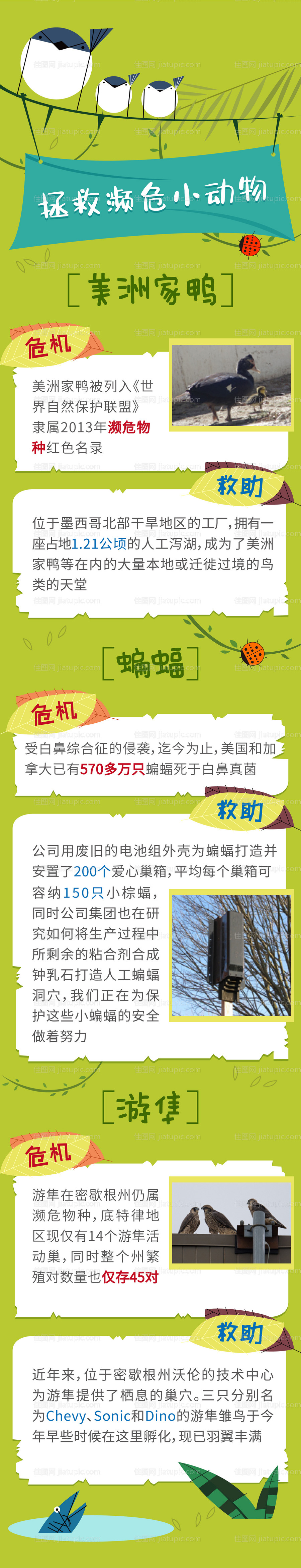 保护动物插画长图海报-源文件