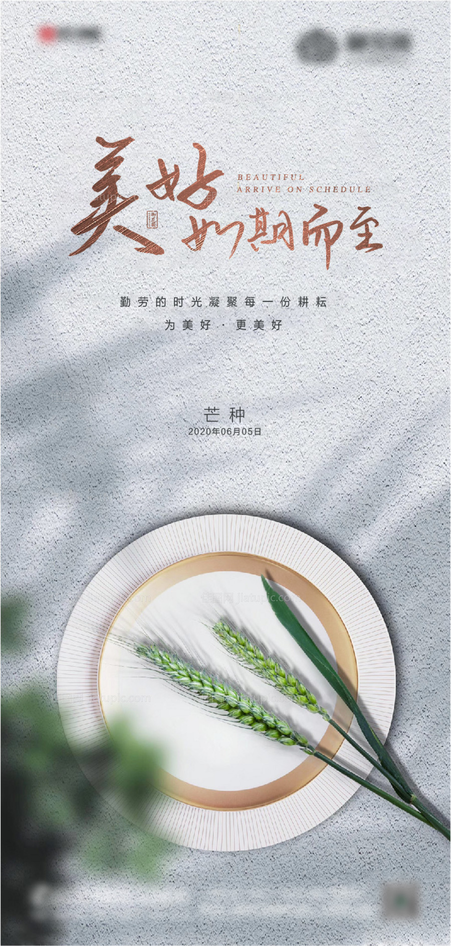 芒种节气海报-源文件