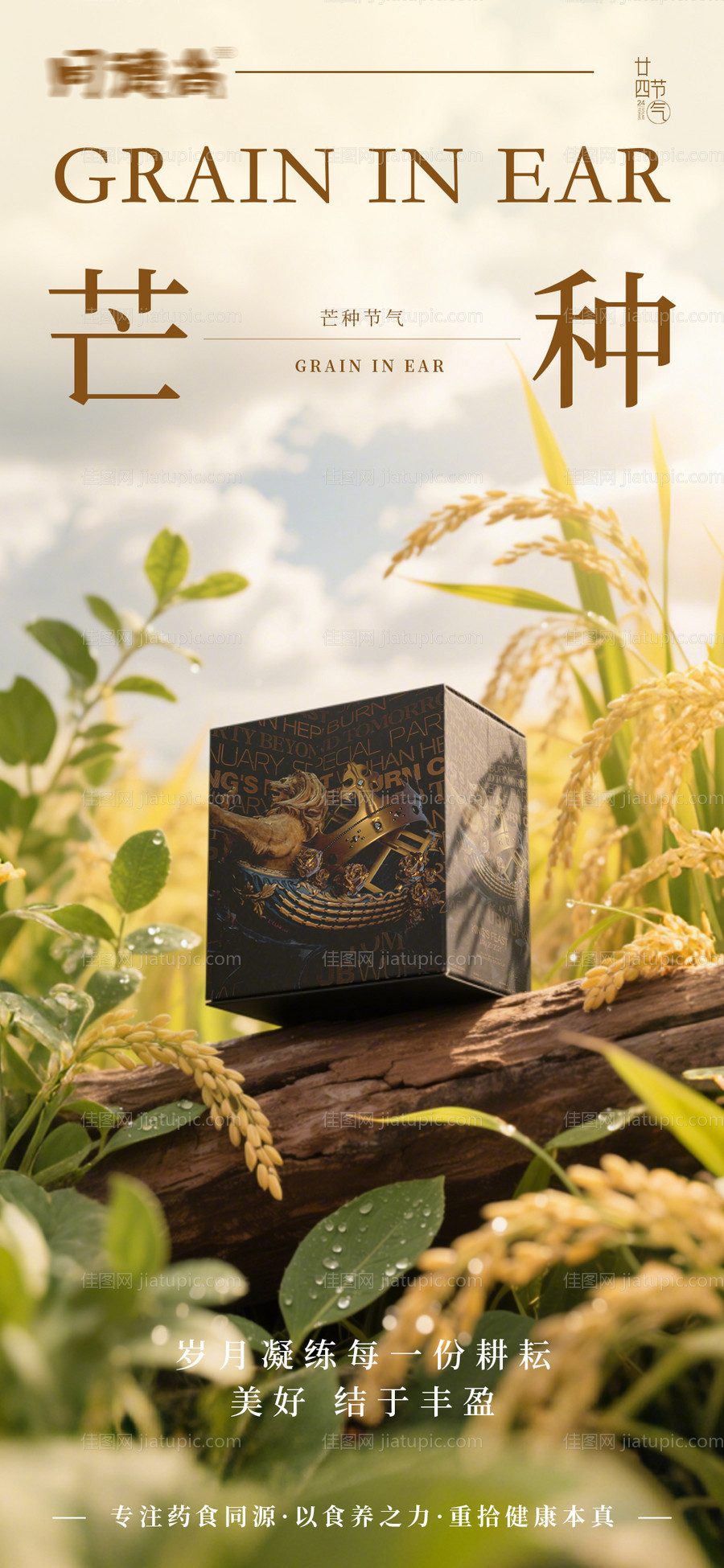 芒种节气海报-源文件